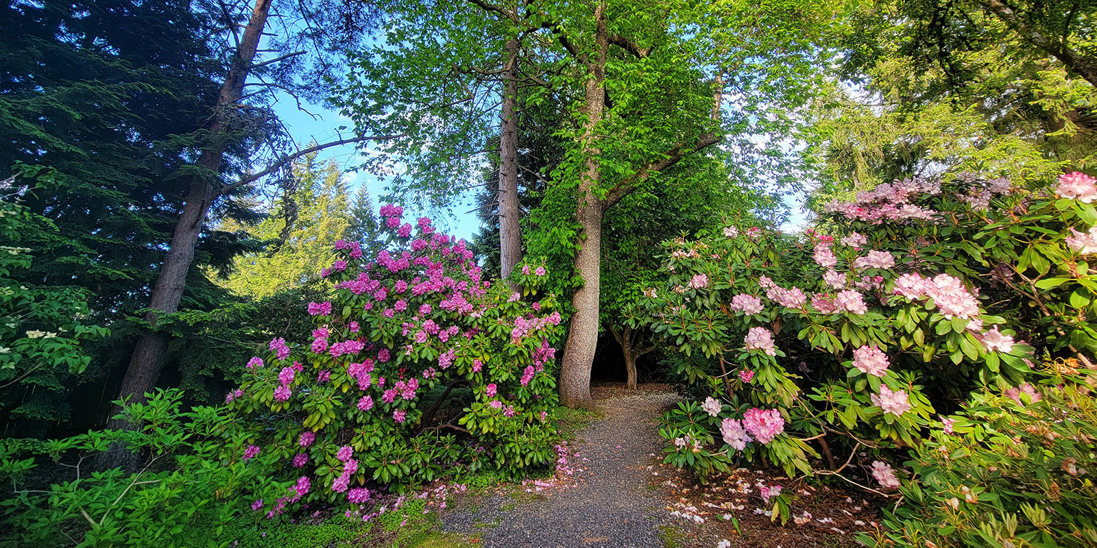 Rhody Ridge Arboretum, Bothell