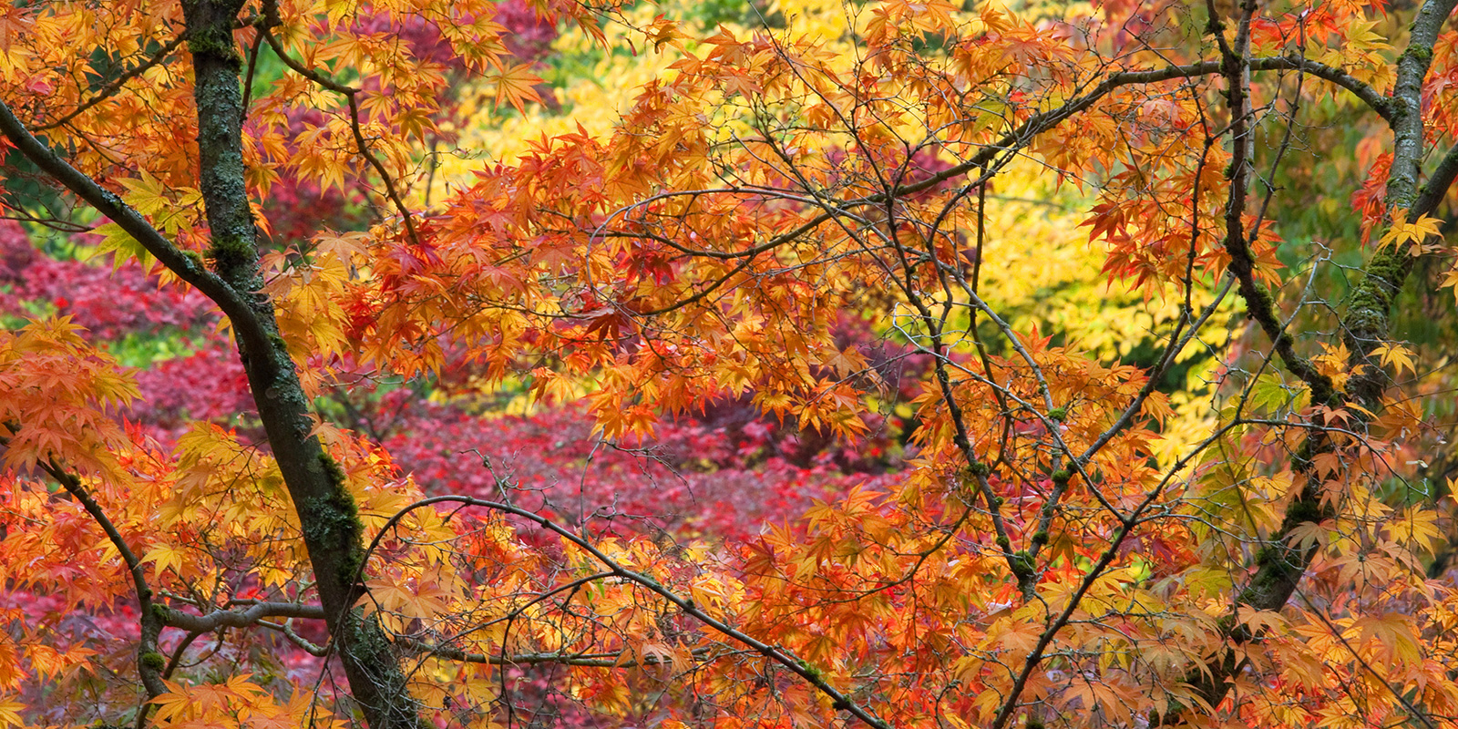 Shortia at the Elisabeth C Miller Botanical Garden