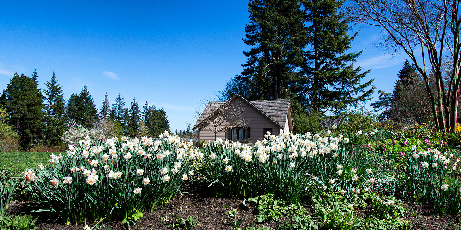 Bellevue Botanic Garden homestead