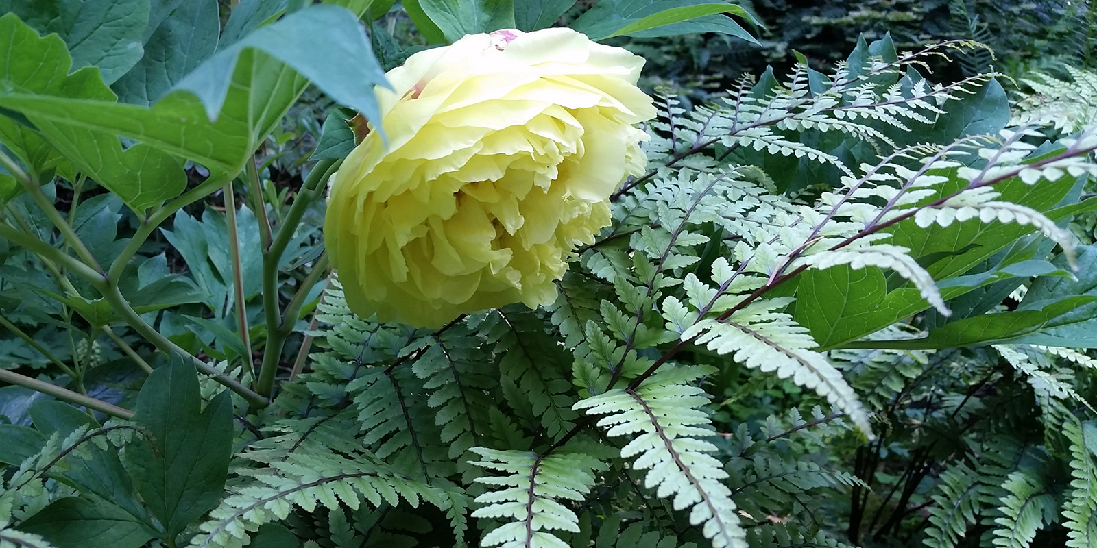 EMBG peony with fern