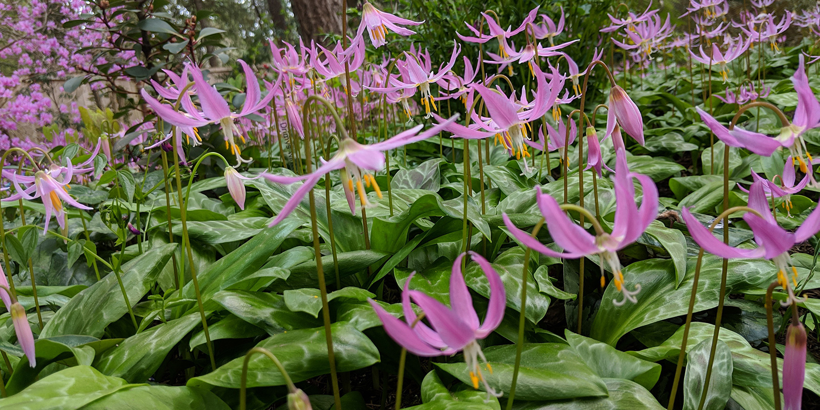 Heronswood erythronium