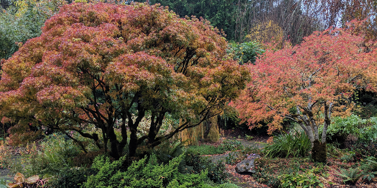 Heronswood fall color