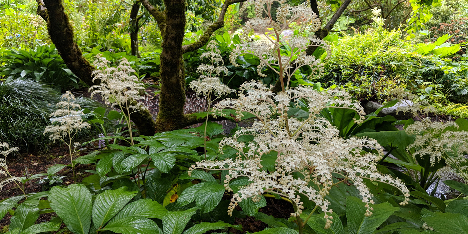 Heronswood rodgersia