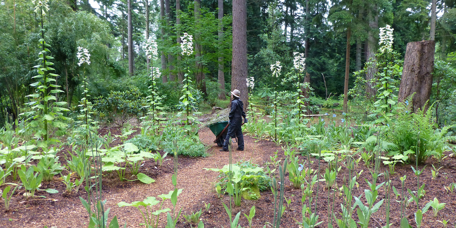 Rhododendron Species Foundation carciocrinums