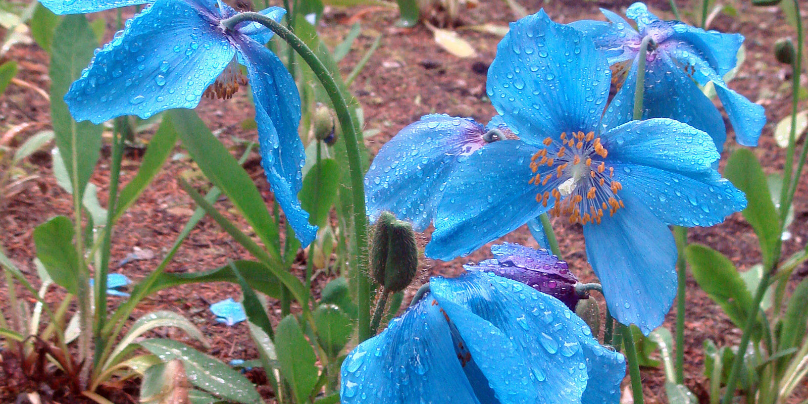 Rhododendron Species Foundation meconopsis
