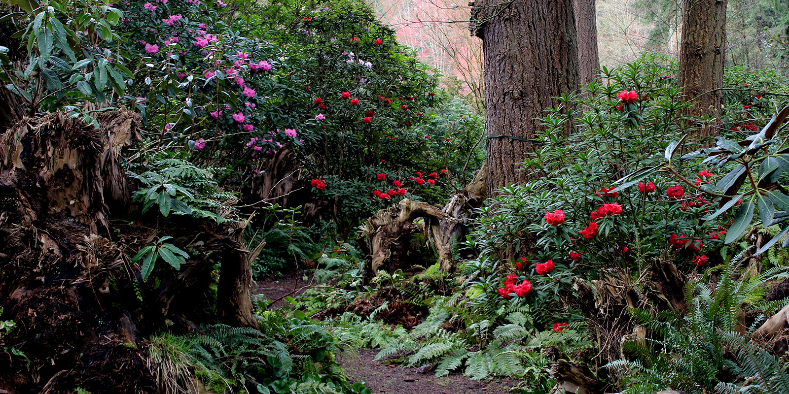 Rhododendron Species Foundation woodland