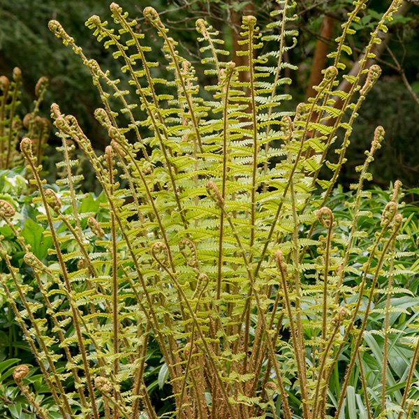 Dryopteris x complexa 'Stableri Crisped'