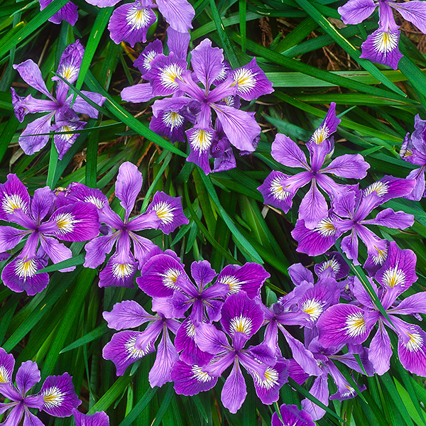 Iris douglasiana, Douglas’s Iris: Featured