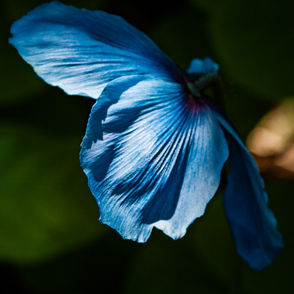 Meconopsis betonicifolia - Brian Watson
