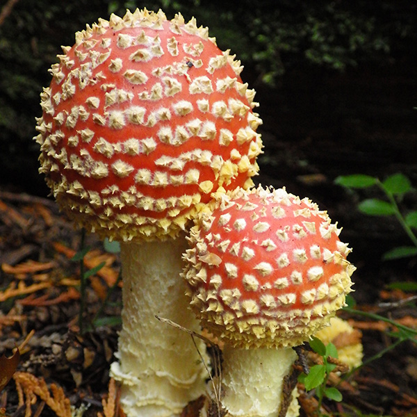 Amanita muscaria