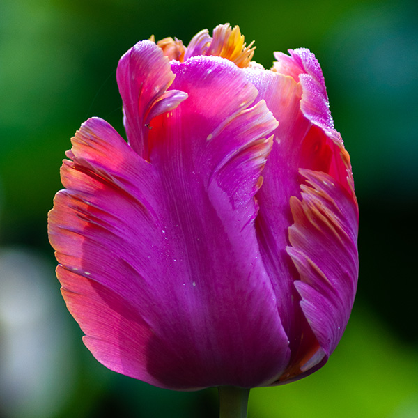 Tulipa 'Amazing Parrot'