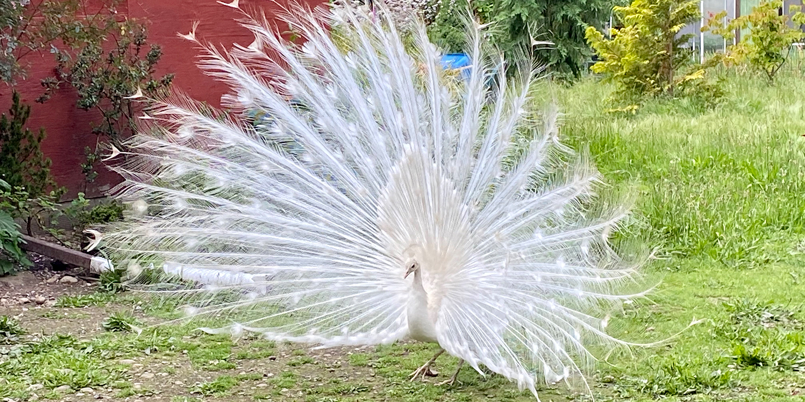 Peacocks at Old Goat Farm