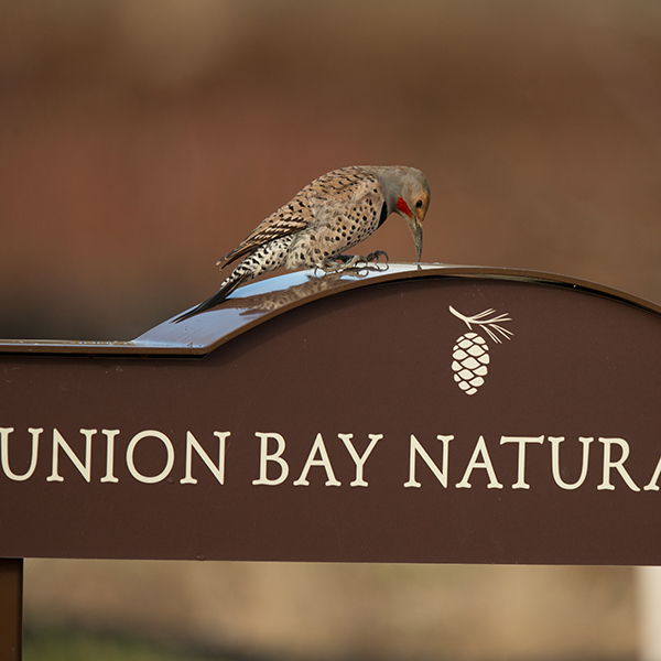 Northern Flicker, male