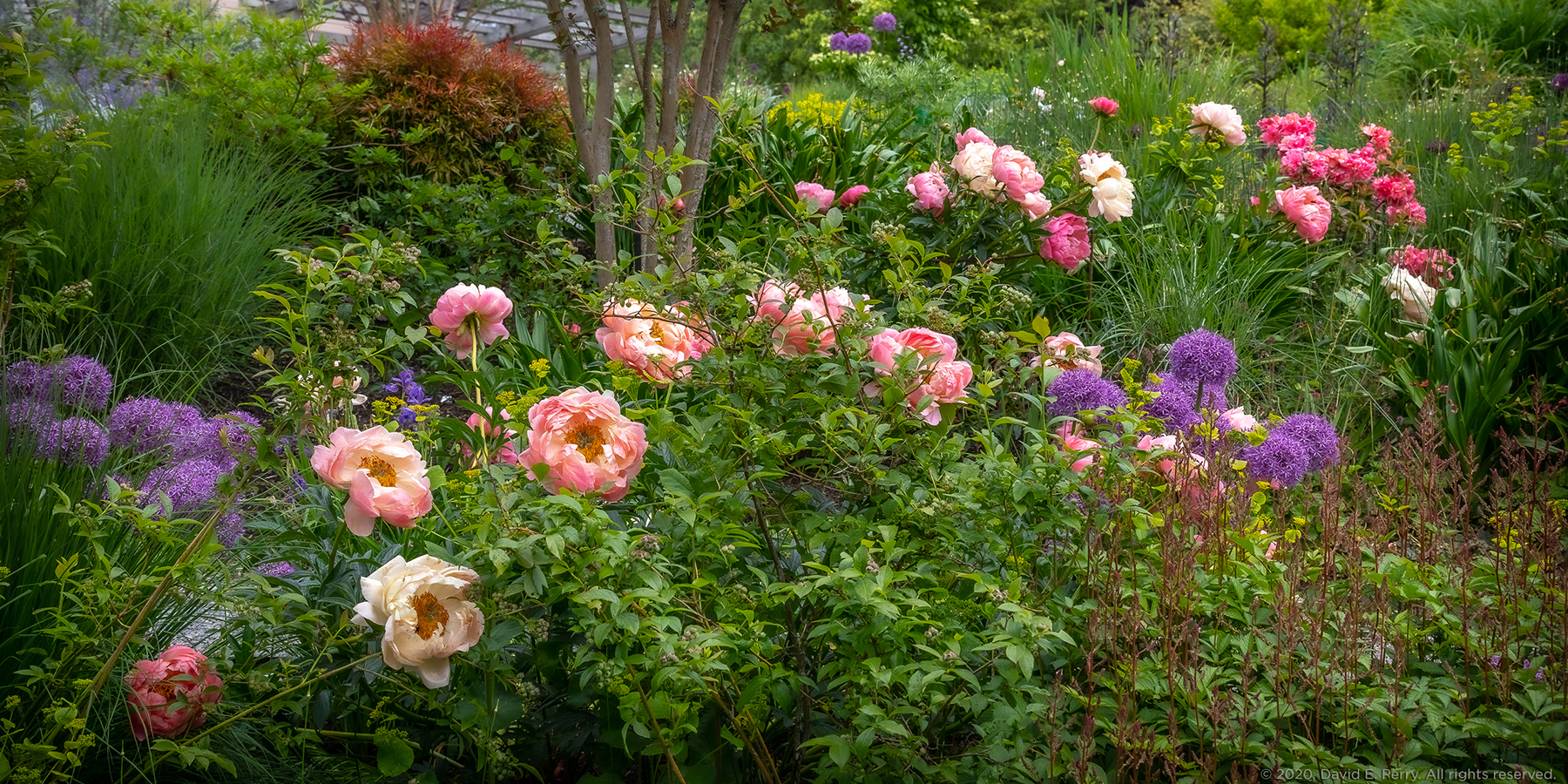 BBG perennial border, David E. Perry
