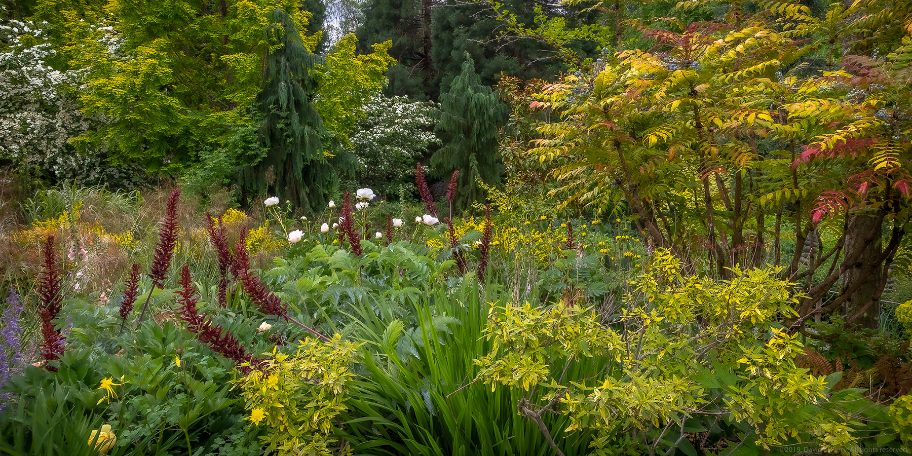 BBG perennial border, David E. Perry