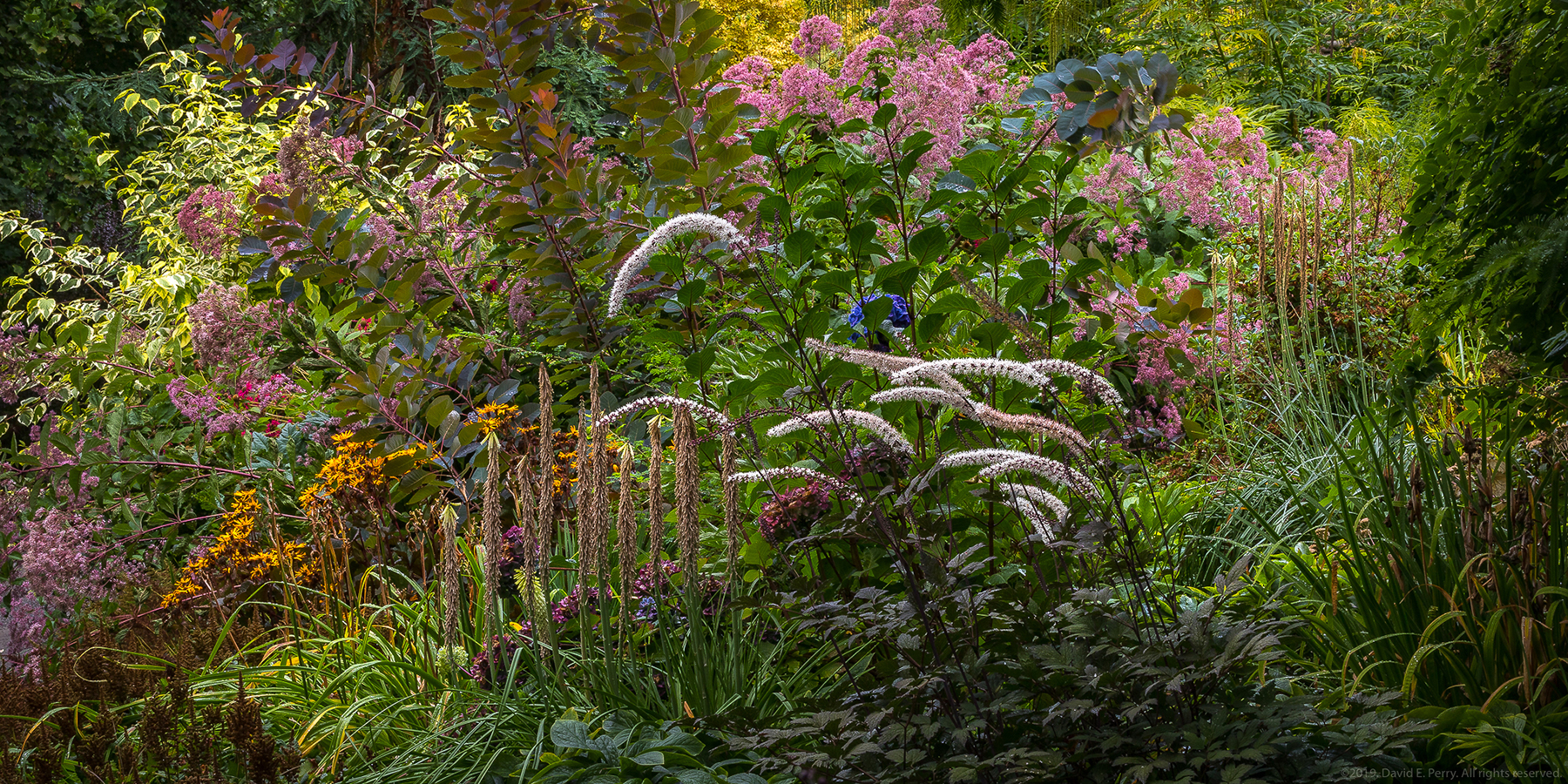 BBG perennial border, David E. Perry