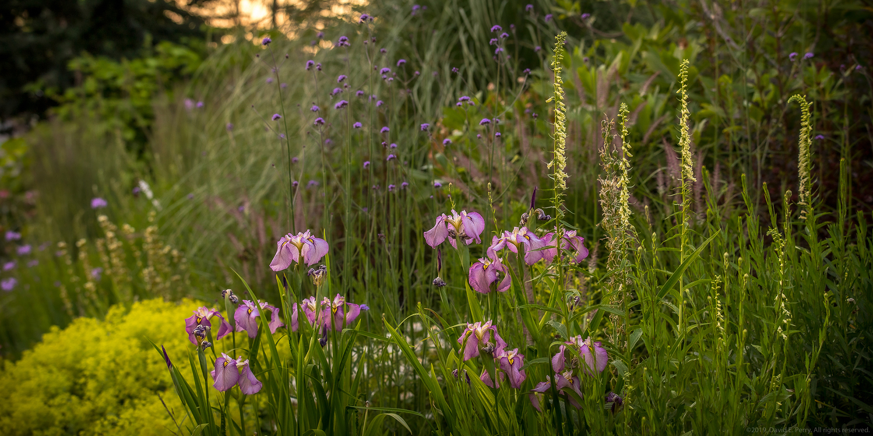 BBG perennial border, David E. Perry