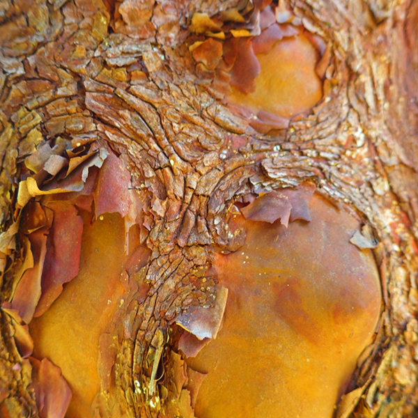Bloedel bark photo by Darren Strenge