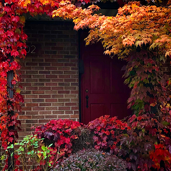 Curtis Steiner Walks with Mortimer featured