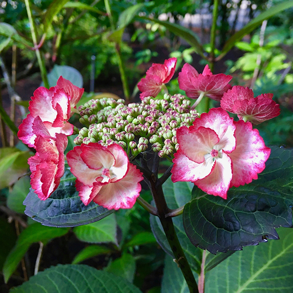 Photo by Nancy Heckler, Hydrangeas Pop-Up