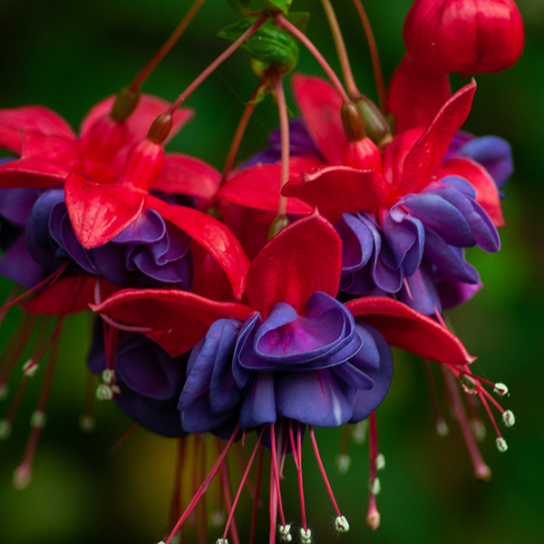 Fuchsia photo by Justin Henderson