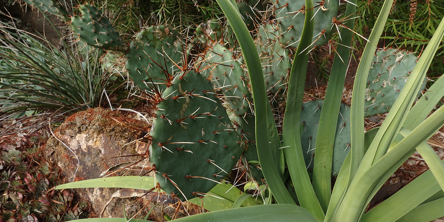 Point Defiance Zoo & Aquarium plantings