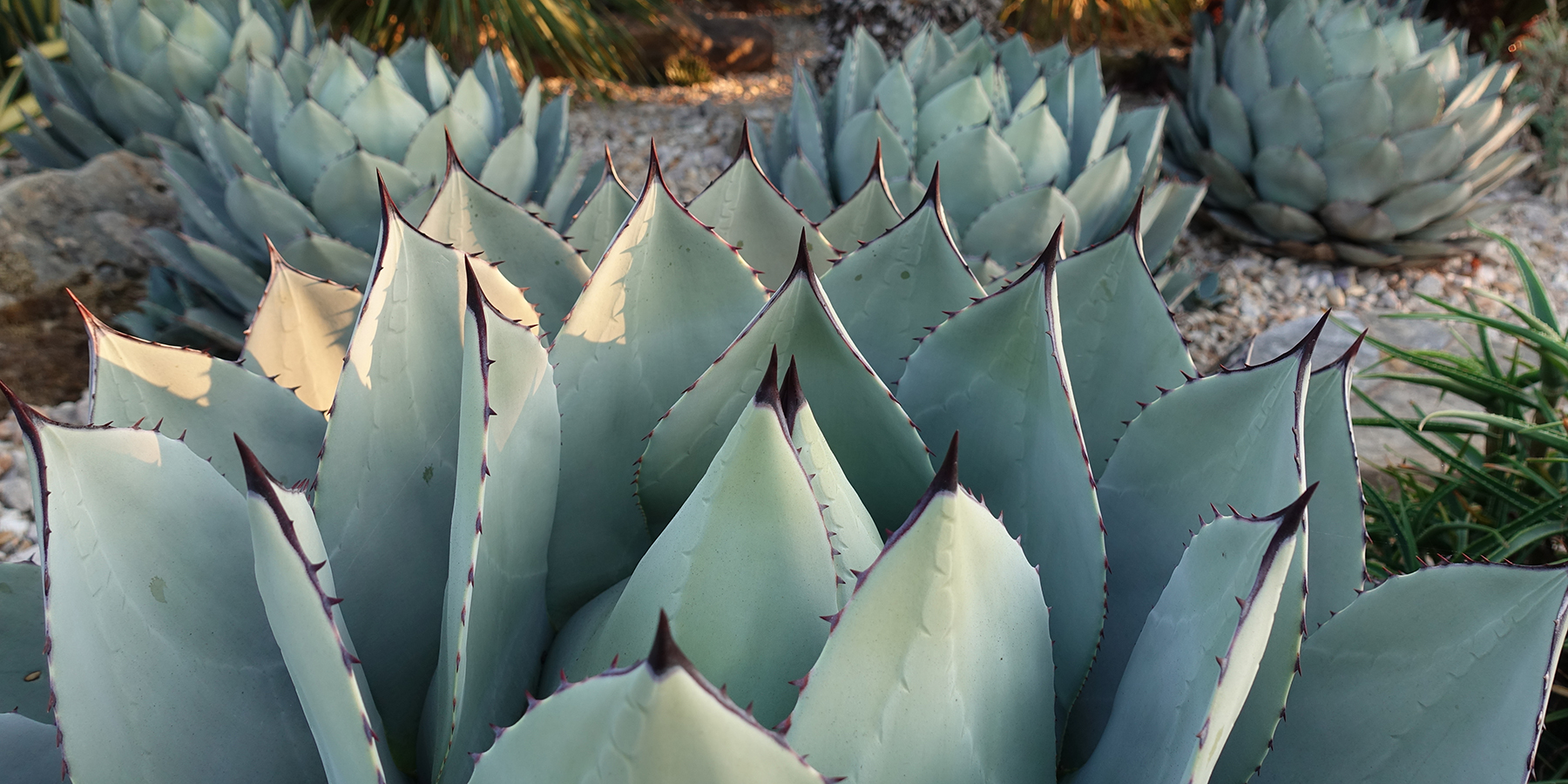 Point Defiance Zoo & Aquarium plantings