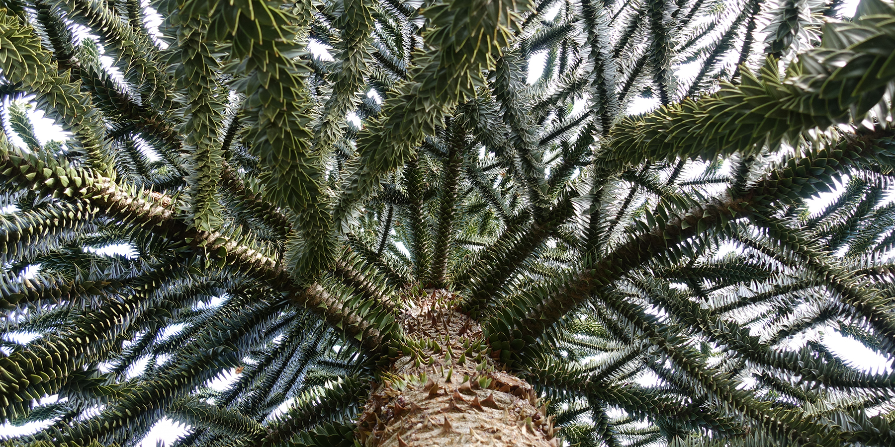 Point Defiance Zoo & Aquarium plantings