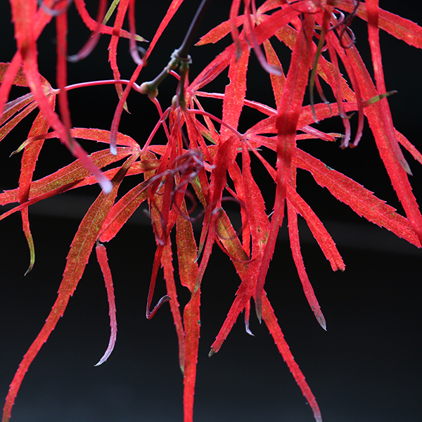 Photo by Richie Steffen, POV, EMBG