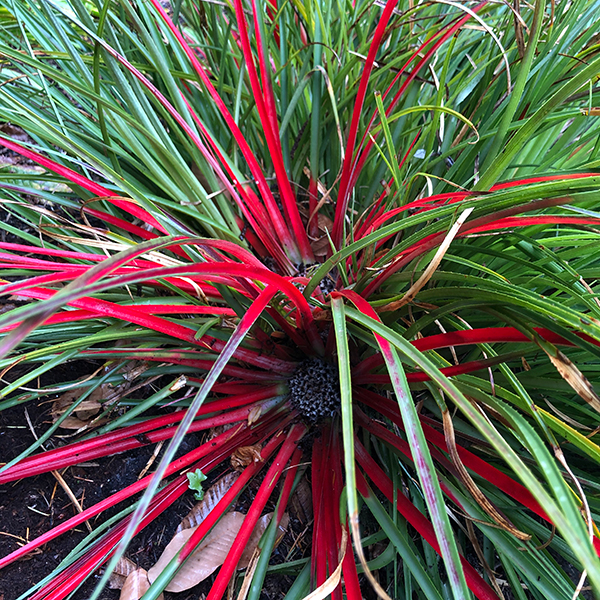 Fascicularia bicolor