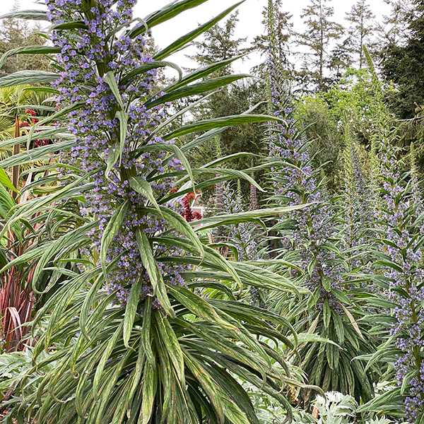 Echiums in bloom, photo by Bryon Jones