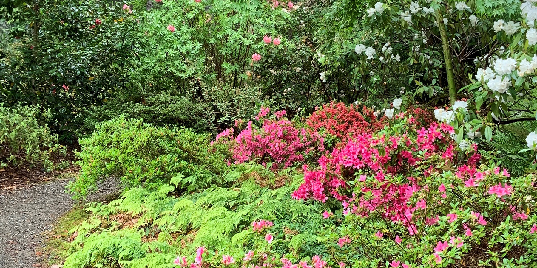 Shortia at the Elisabeth C Miller Botanical Garden