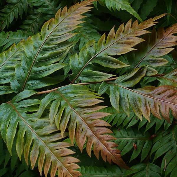 Woodwardia unigemmata by Sue Olsen