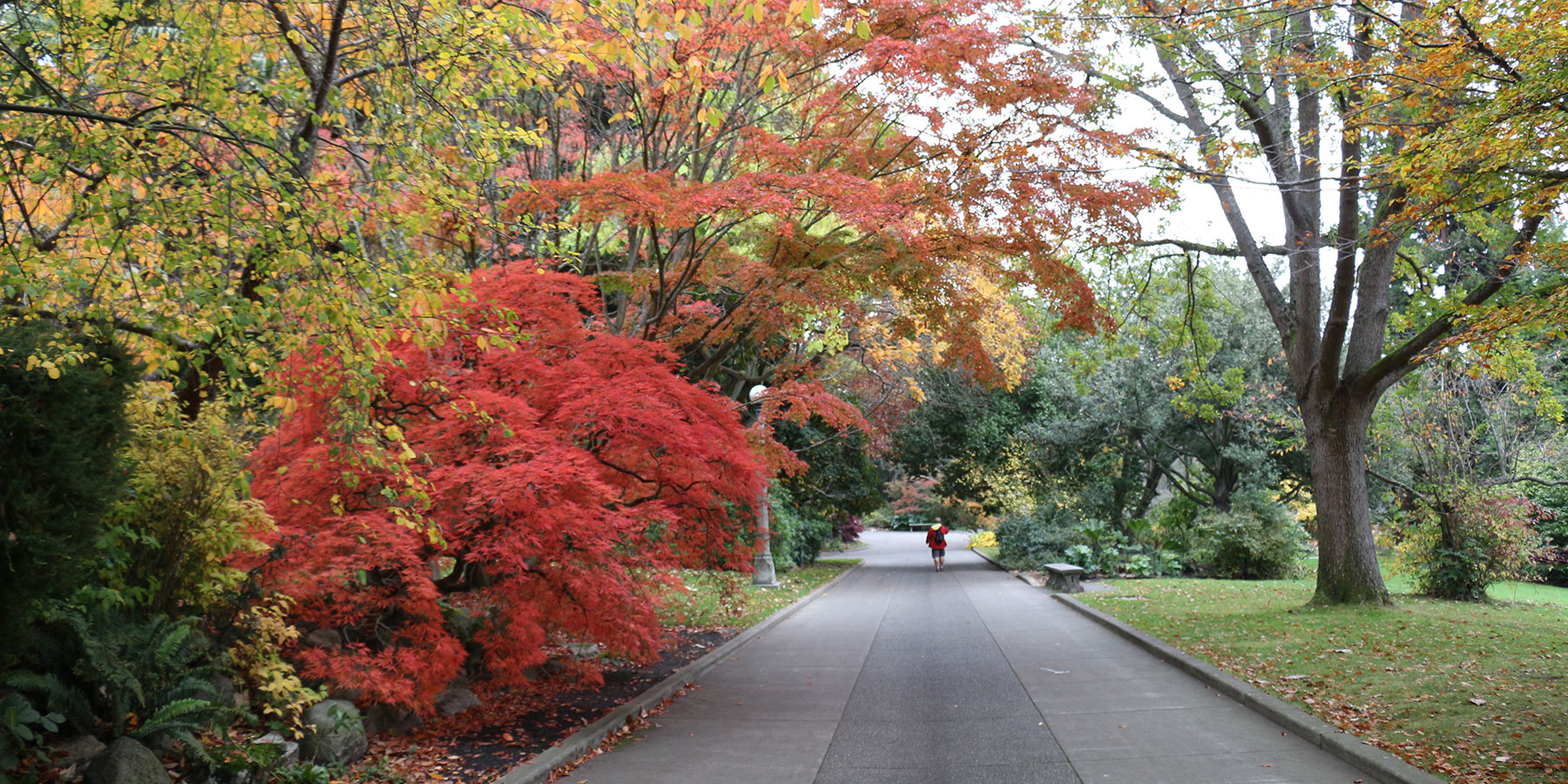 Shortia at the Elisabeth C Miller Botanical Garden
