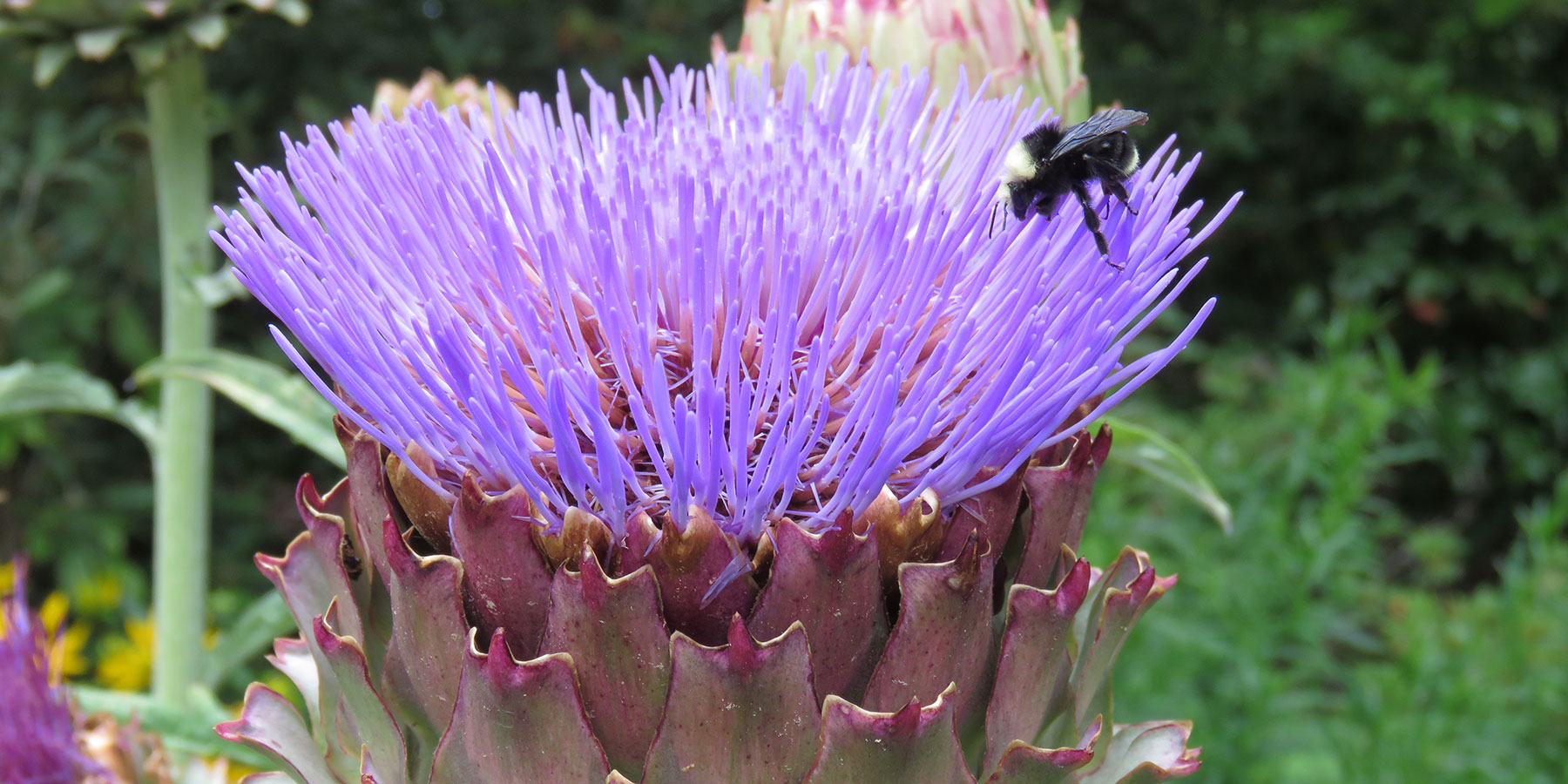 Carl S. English Jr. Botanical Garden cardoon