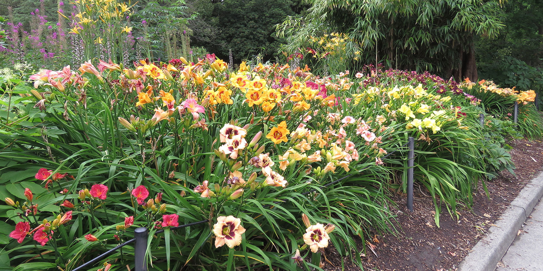 Heronswood Gardens, potager, Kingston, WA