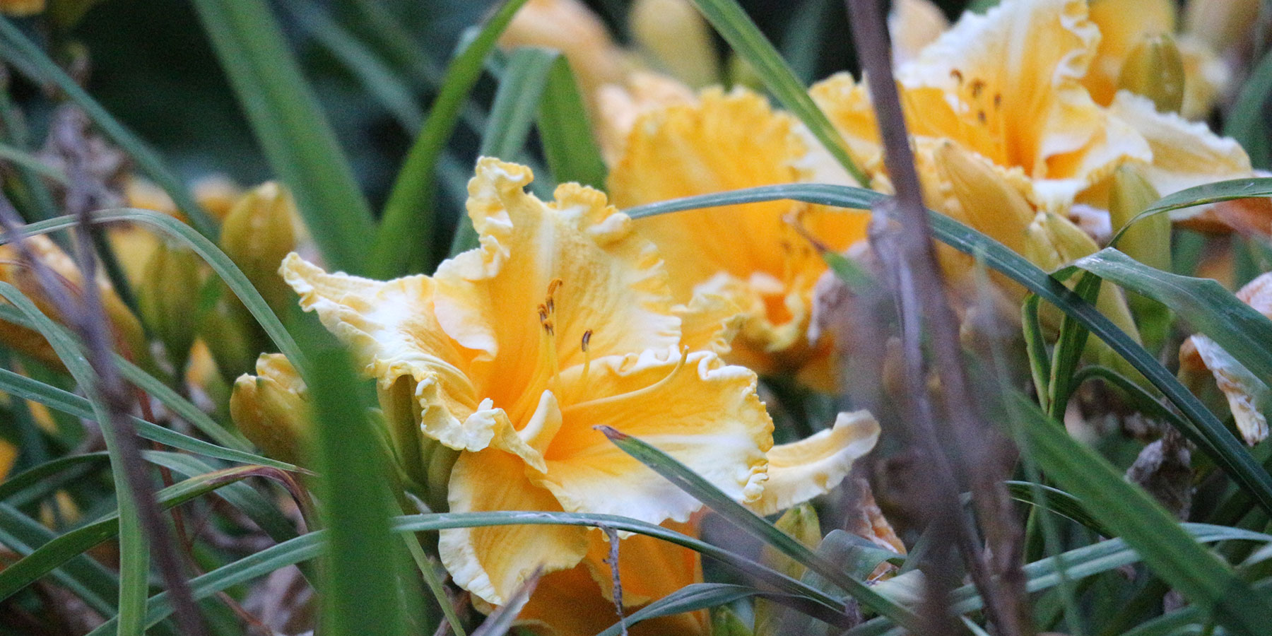 yellow daylily closeup