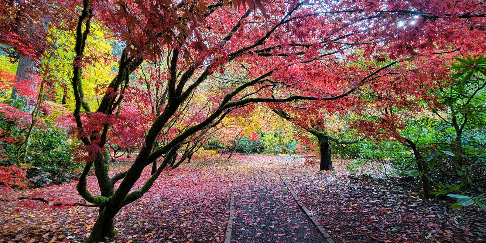 Rhody Ridge Arboretum
