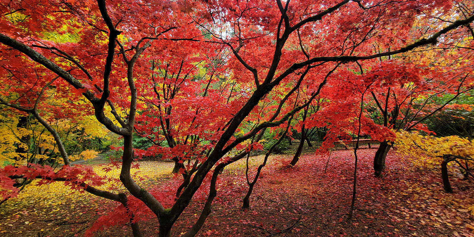 Rhody Ridge Arboretum, Bothell