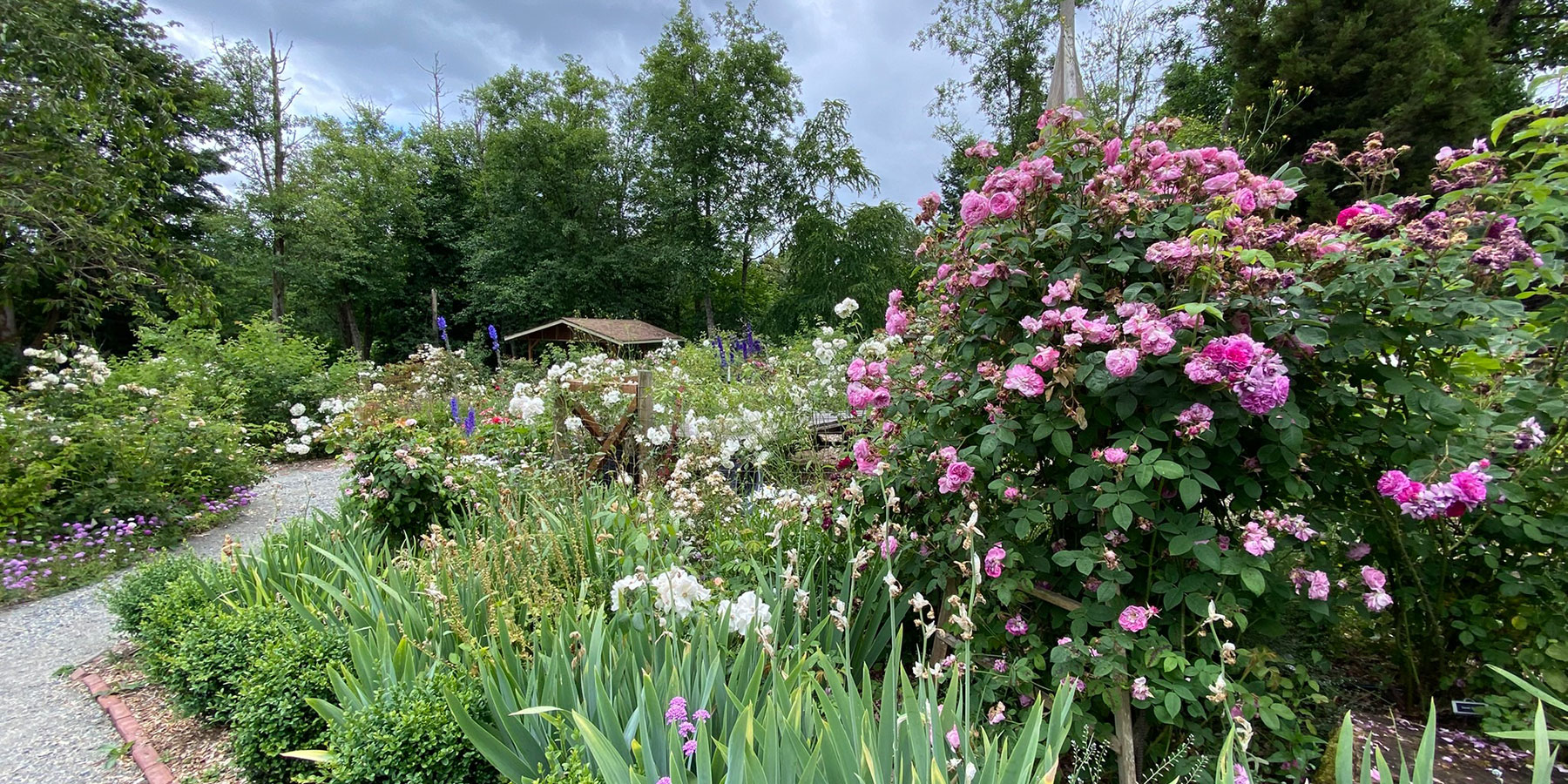 Soos Creek, pink rose and path view