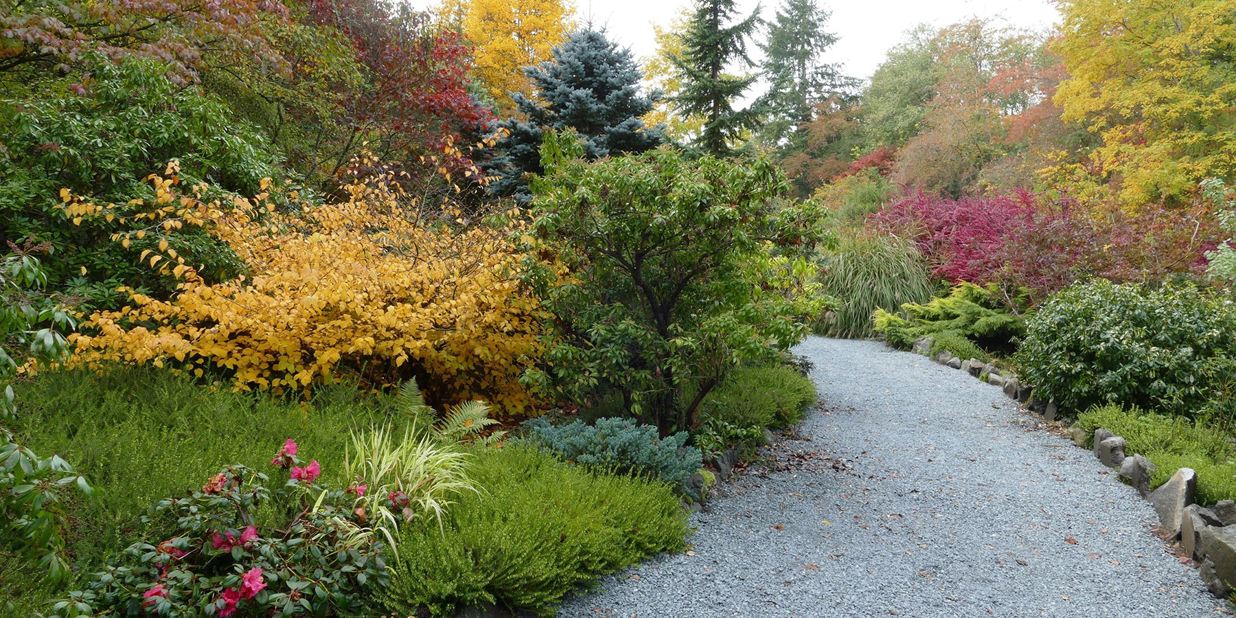 Soos Creek gravel path with grasses, shrubs and conifers