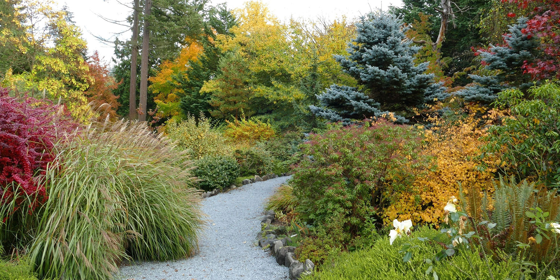 Soos Creek gravel path with grasses, shrubs and conifers