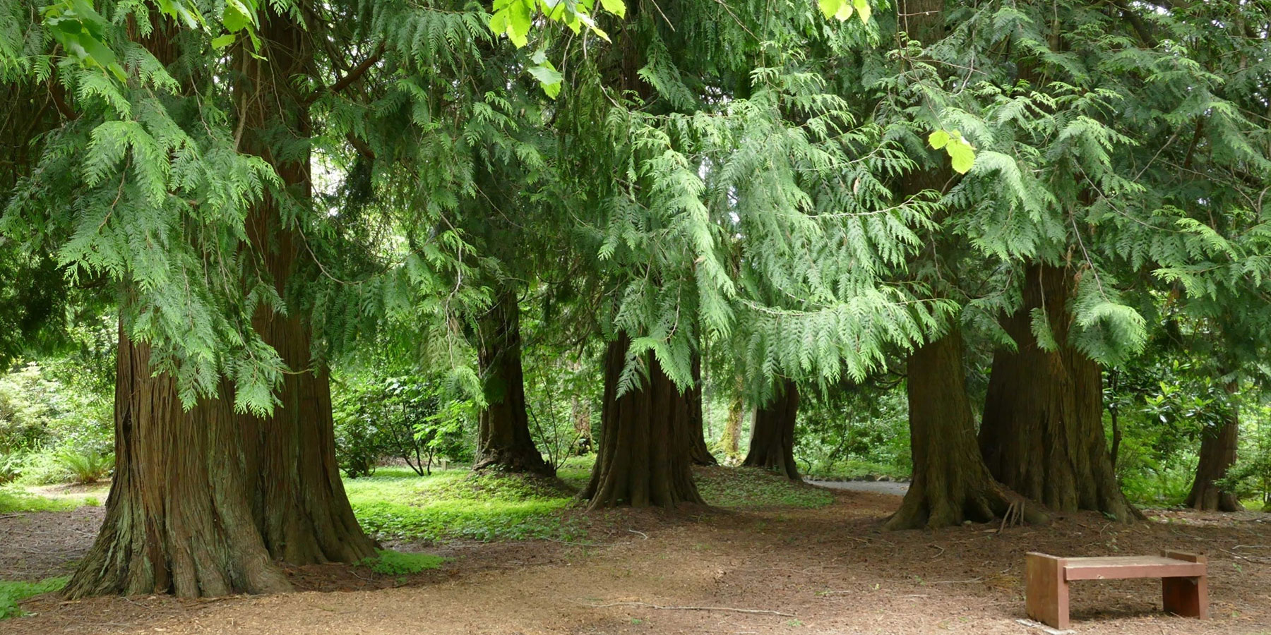Soos Creek grove of large Western red cedar trees