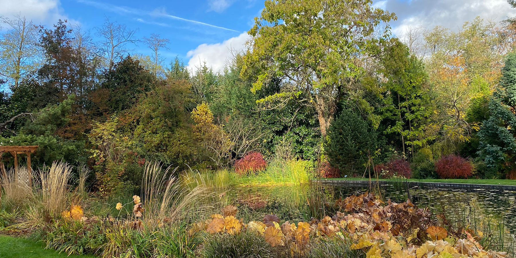 Shortia at the Elisabeth C Miller Botanical Garden