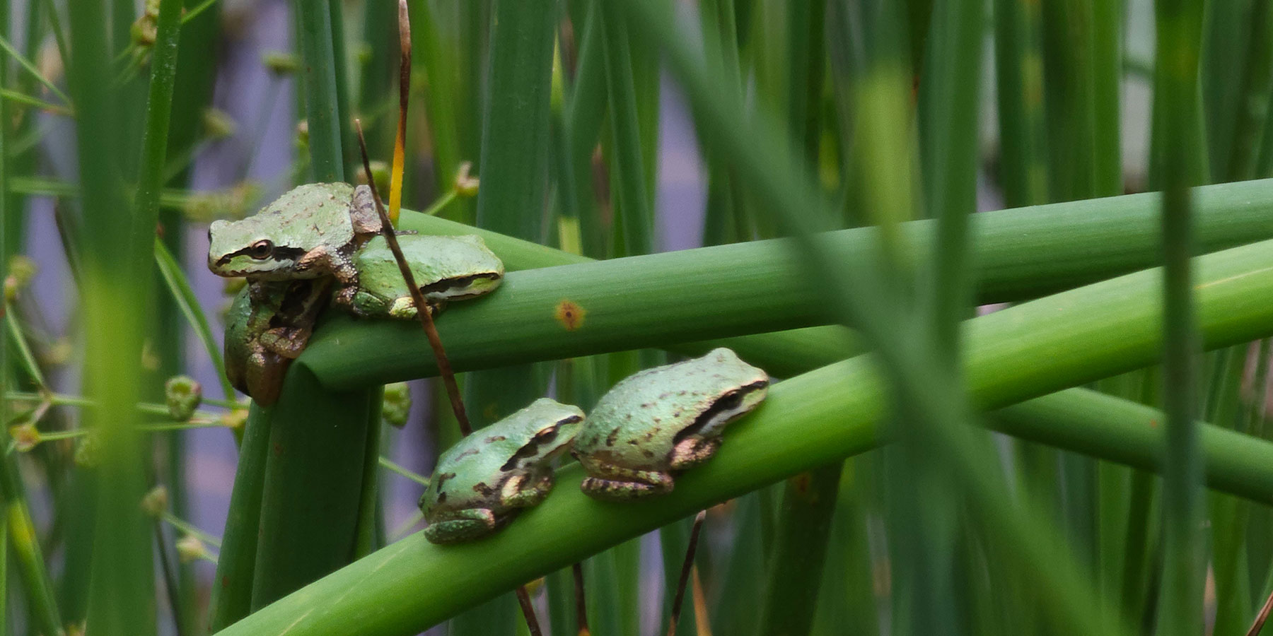 Soos Creek, Pacific Chorus frogs on reeds