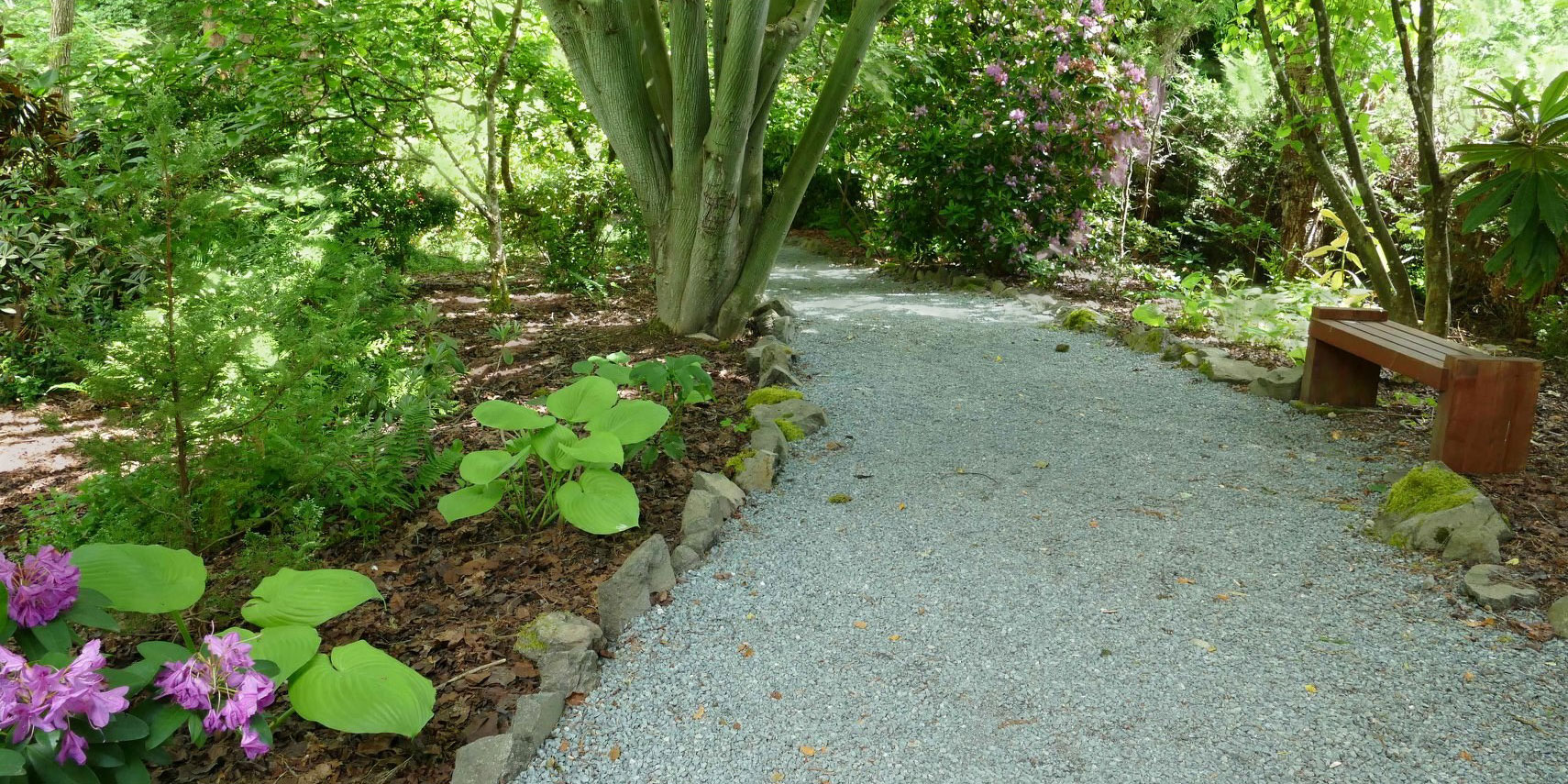 Soos Creek gravel path with hostas and bench