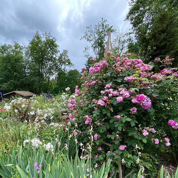 Soos Creek, pink rose in bloom