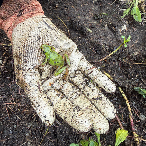 Small green frog sitting on a soil-covered gardening glove above the newly worked garden bed during installation.