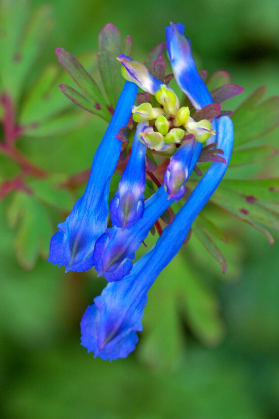Corydalis