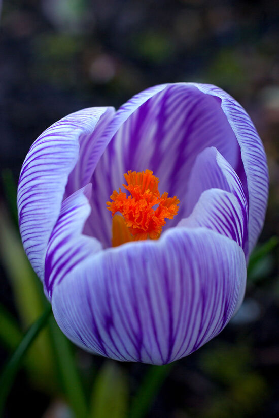 Crocus